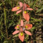 Moraea papilionacea — Moraea