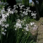 Tulbaghia violacea ‘Alba’ (/100)