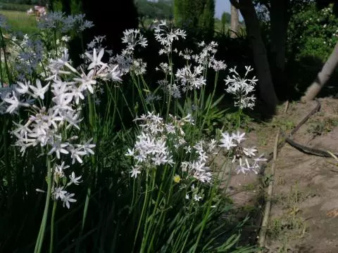 Tulbaghia violacea ‘Alba’ (/100)