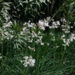 Tulbaghia violacea ‘Alba’ (/100) — society
