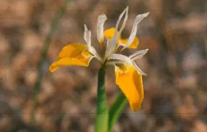 Moraea macronyx