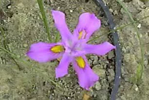 Moraea macrocarpa