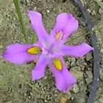 Moraea macrocarpa
