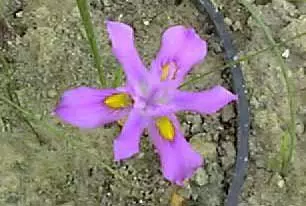Moraea macrocarpa