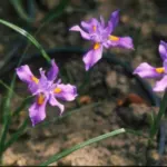 Moraea macrocarpa — Moraea