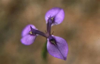 Moraea lurida