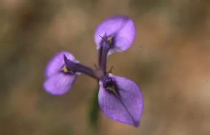 Moraea lurida