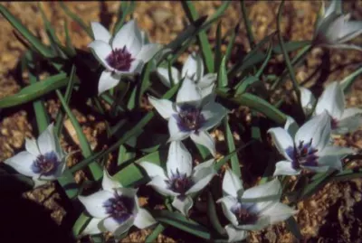 Tulipa humilis &lsquo;Alba coerulea Oculata&rsquo;