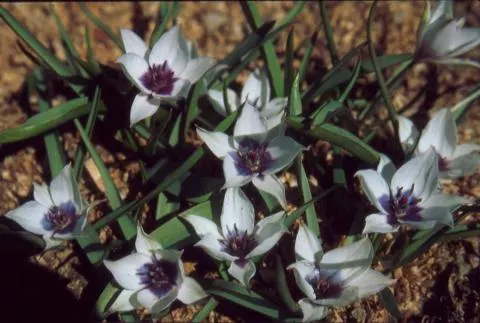 Tulipa humilis ‘Alba coerulea Oculata’