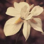 Moraea gawleri