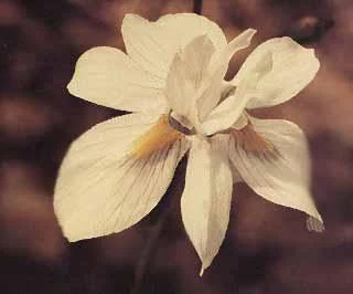 Moraea gawleri