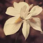 Moraea gawleri