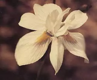 Moraea gawleri