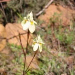 Moraea gawleri — crispa