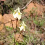 Moraea gawleri — crispa
