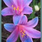 Lycoris sprengeri