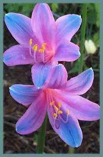 Lycoris sprengeri