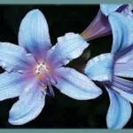 Lycoris sprengeri — Lycoris