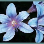 Lycoris sprengeri — photo 2