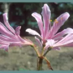 Lycoris sprengeri — sprengeri