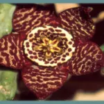 Stapelia variegata