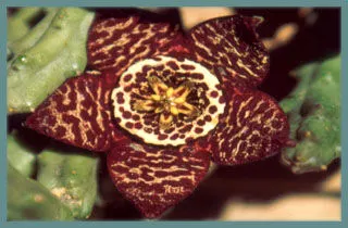 Stapelia variegata