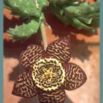 Stapelia variegata — Stapelia