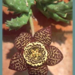 Stapelia variegata — photo 2