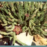Stapelia variegata — variegata