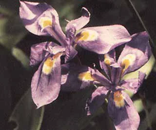Moraea elliottii