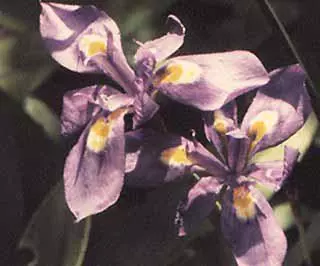 Moraea elliottii