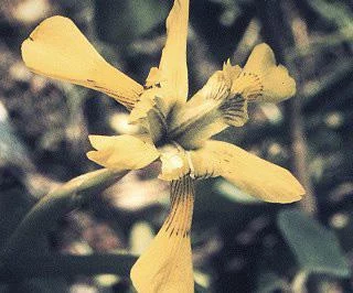 Moraea huttonii