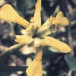 Moraea huttonii