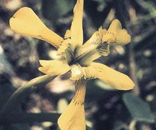 Moraea huttonii