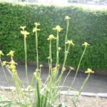 Moraea huttonii — baurii