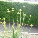 Moraea huttonii — baurii