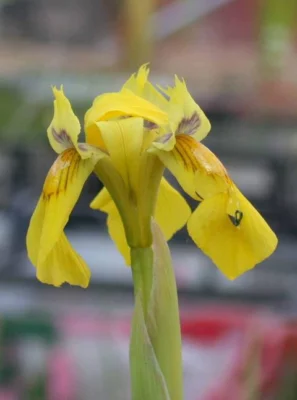Moraea spathulata