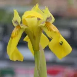 Moraea spathulata