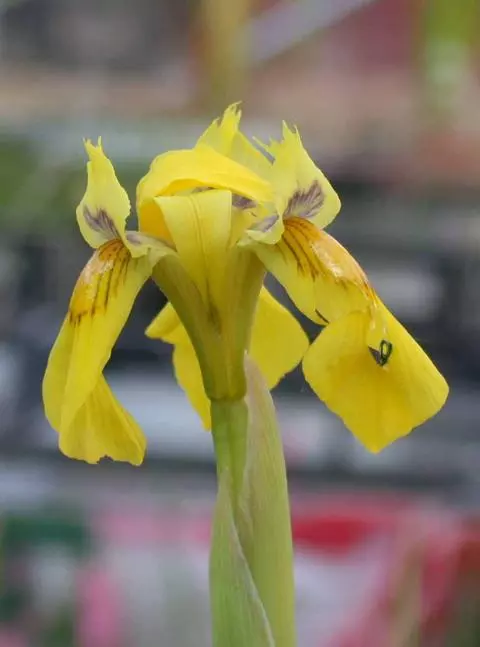 Moraea spathulata
