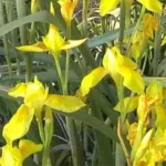 Moraea spathulata — spatacea