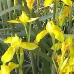 Moraea spathulata — spatacea
