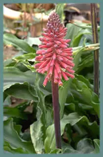 Veltheimia bracteata
