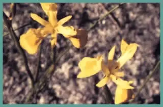 Moraea angusta