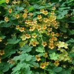 Tropaeolum ciliatum
