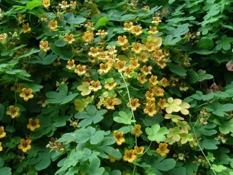 Tropaeolum ciliatum