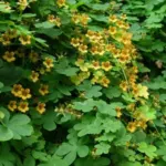 Tropaeolum ciliatum — capucine