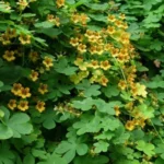 Tropaeolum ciliatum — photo 2