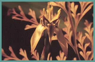 Moraea inconspicua