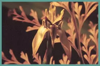 Moraea inconspicua