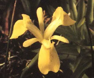 Moraea neglecta